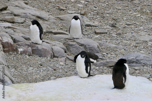 Adelie penguins sitting on snow  Antarctica