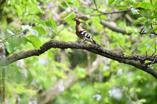 Hoopoe feeding chicks