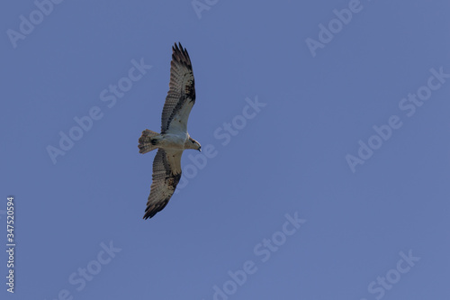 National park Biesbosch Netherlands  Osprey flying over  hunting for fish