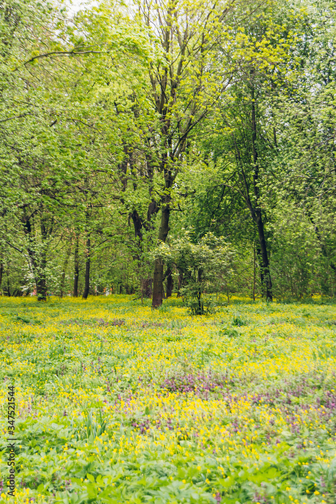 spring landscape with yellow flowers in the park spring landscape with yellow flowers in the park