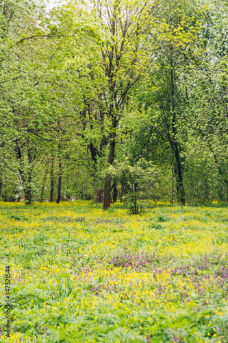 spring landscape with yellow flowers in the park