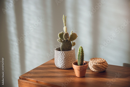 Cactus Plants decoration