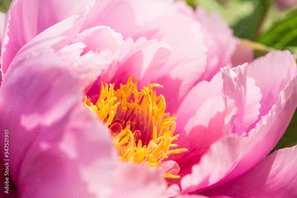 Peonies in full bloom in the park Peonies in full bloom in the park