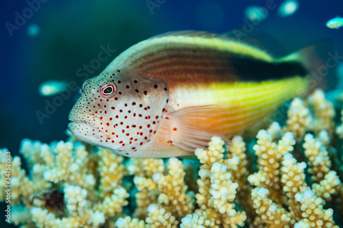 freckled hawkfish fish on coral © Subphoto
