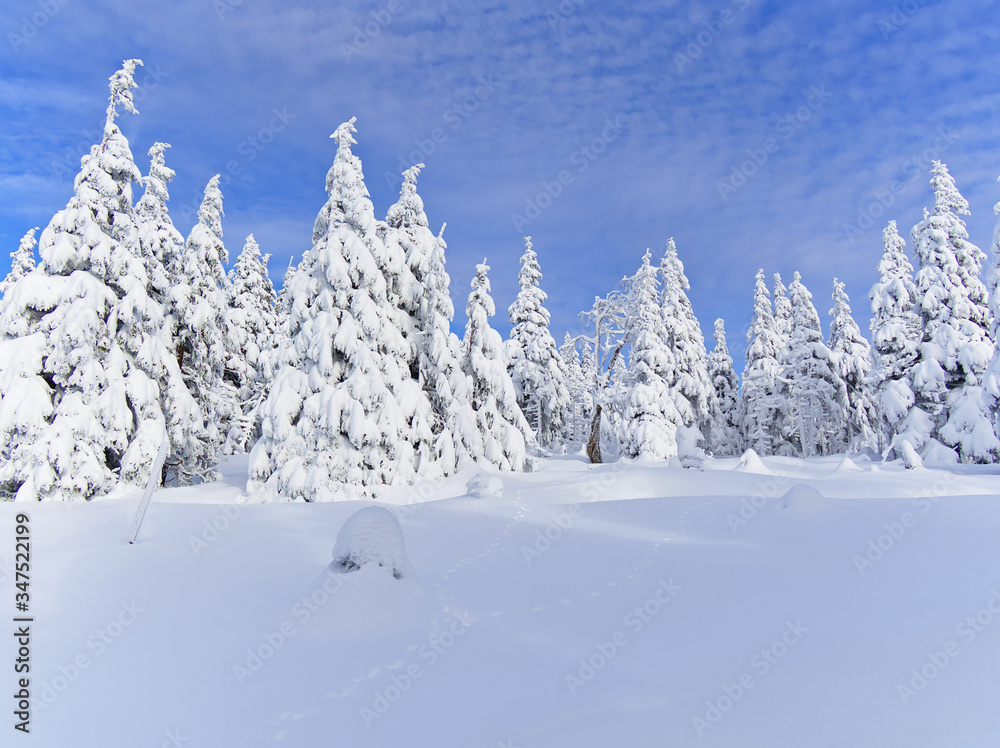 Beautiful snow covered forest in Ramzova, Czech Republic