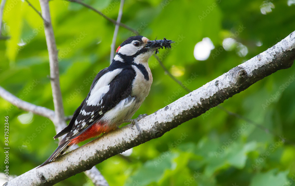 Great Spotted Woodpecker, Dendrocopos major. The male scored a full beak of food for the chicks and sits near the nest