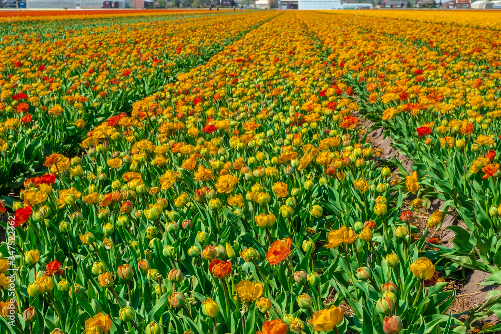 Tulip field in holland on a sunny day Tulip field in holland on a sunny day