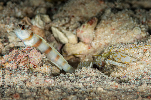 ogasawara shrimpgoby goby fish with commensal shrimp