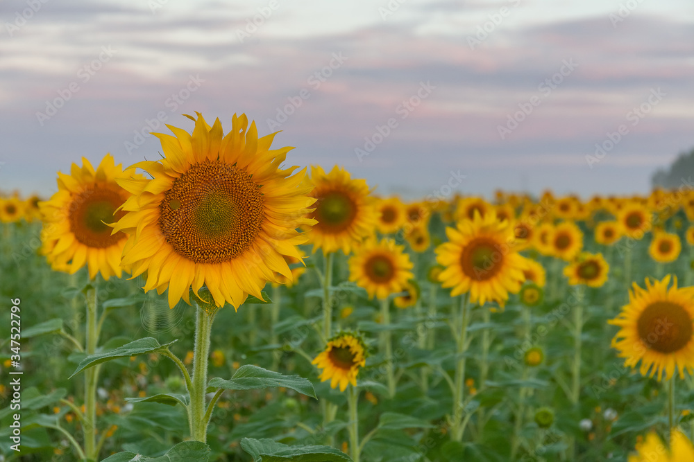 Sunrise over the field of sunflowers against a cloudy sky. Beautiful summer landscape. selective focus