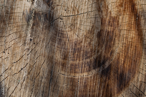 Natural texture background made of sawn wood. Large brown trunk with layered texture after rain, wet wet wood color