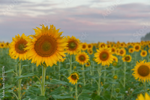 Sunrise over the field of sunflowers against a cloudy sky. Beautiful summer landscape. selective focus © Tatiana