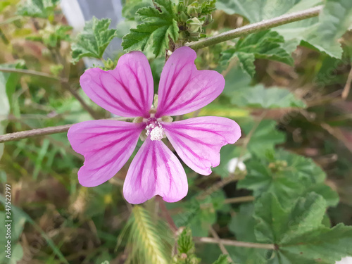Mauve sauvage dans le parc - Fleur sauvage