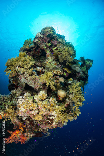 typical red sea coral structure with anthias fish