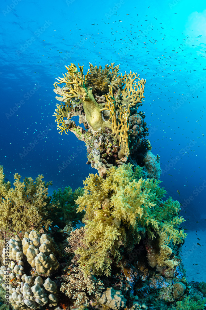 Naklejka premium typical red sea coral structure with anthias fish