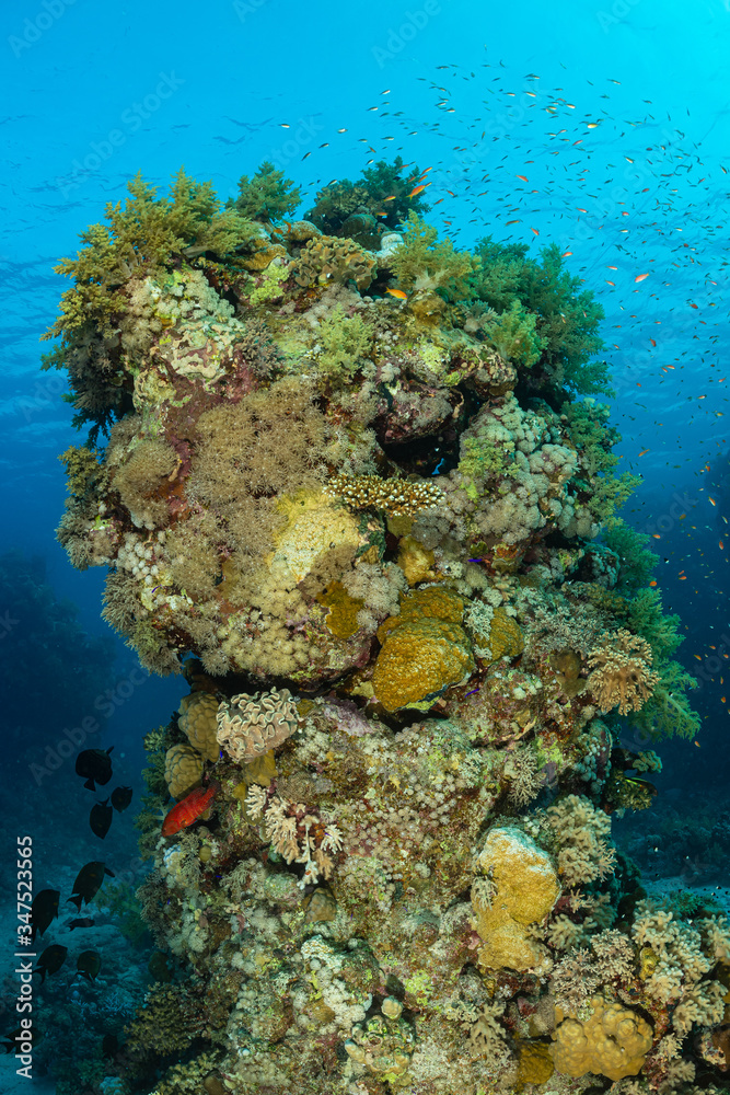 Naklejka premium typical red sea coral structure with anthias fish