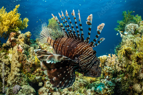 brown band red lionfish fish