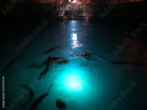 Fische schwimmen in einem kleinen See in einer H  hle in der n  he von Sion in der Schweiz 2019