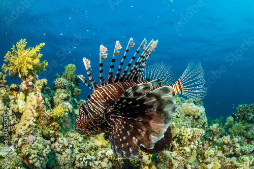 brown band red lionfish fish © Subphoto