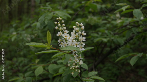 white flower in the forest