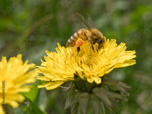immagine ravvicinata di un’ape al lavoro su fiore di tarassaco in un prato delle campagne piemontesi durante la raccolta del polline photo