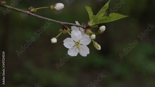 branch of a cherry tree