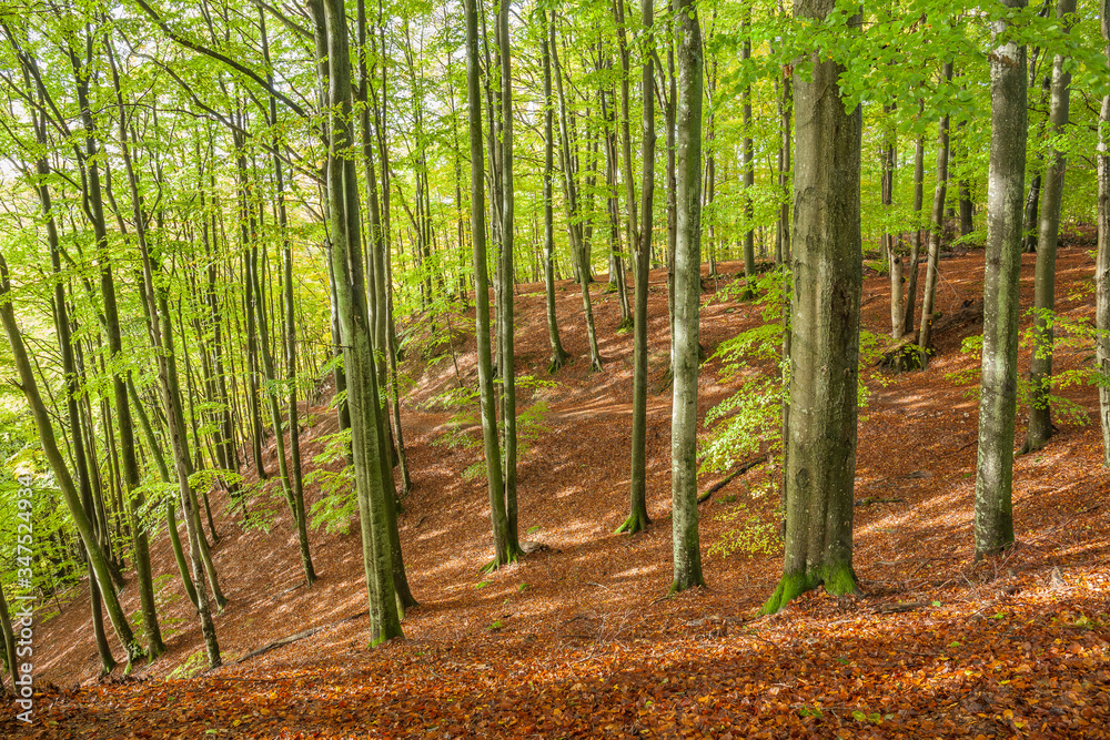 Scenic view of a beech wood in spring Scenic view of a beech wood in spring