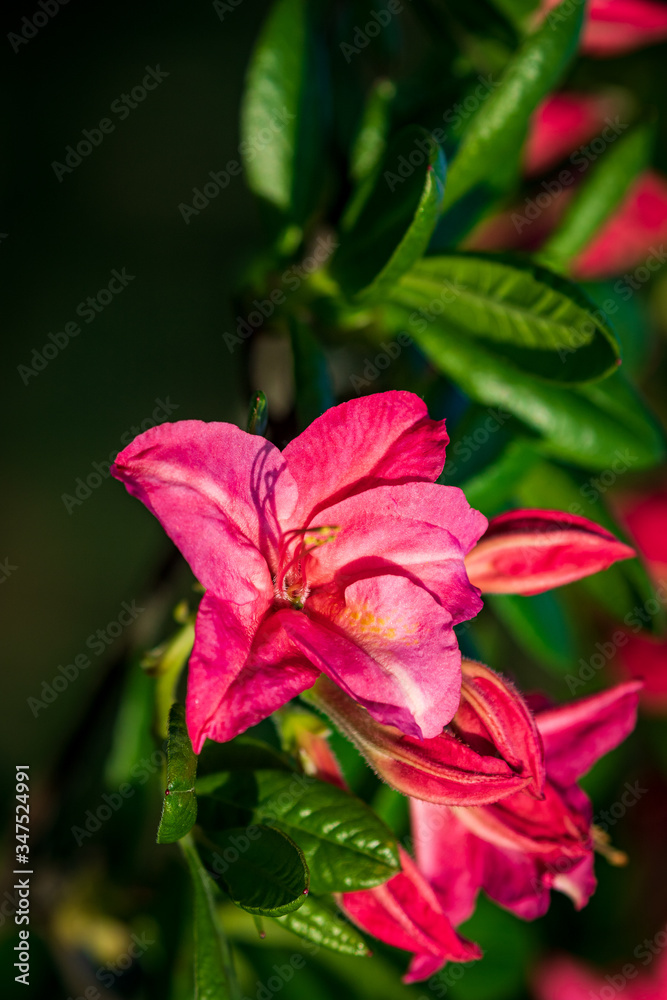 Bright red delightful flowers on a stalk grow in the open ground among green bushes.Spring park.Close-up. Bright red delightful flowers on a stalk grow in the open ground among green bushes.Spring park.Close-up.