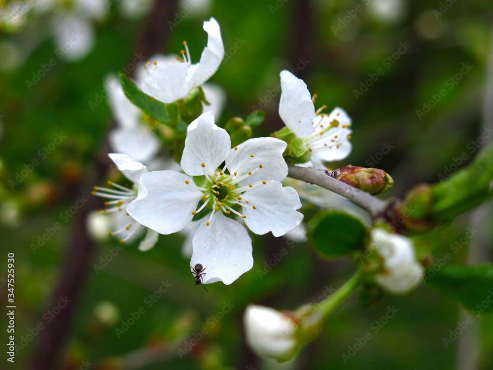 cherry blossoms: white flowers close-up cherry blossoms: white flowers close-up