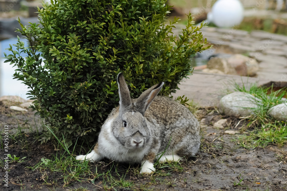 Fototapeta premium Pet Bunny in the village in the garden