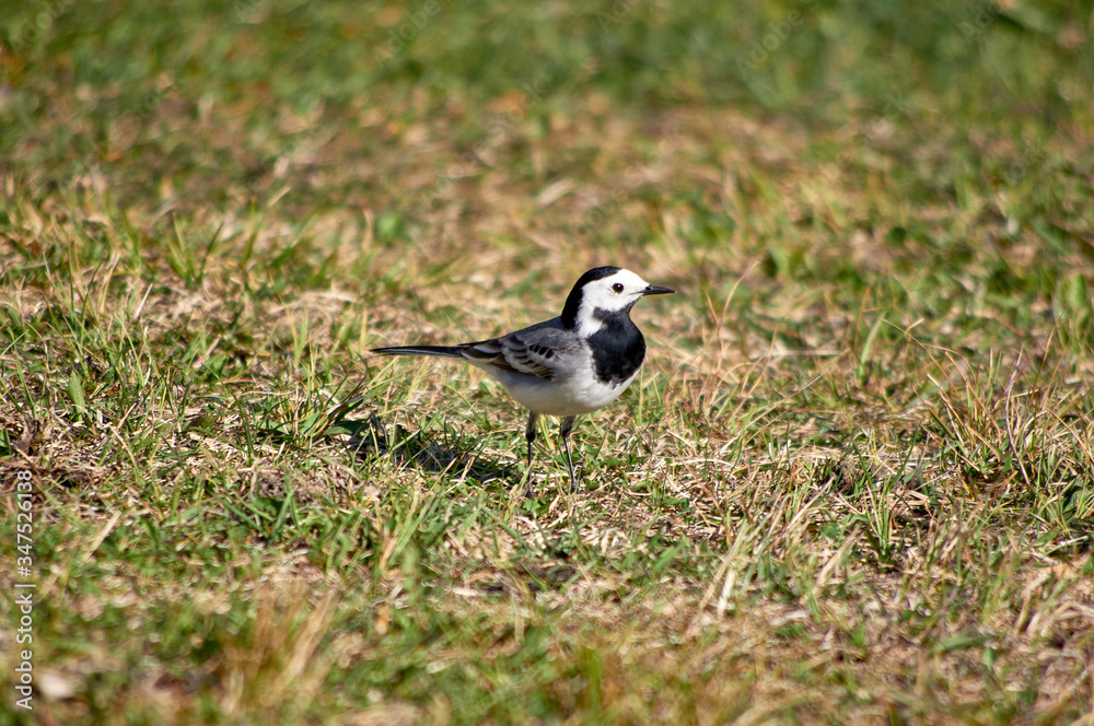 White Wagtail on a background of grass. White Wagtail on a background of grass.
