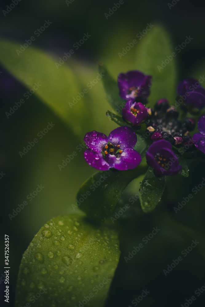 close up of a purple flower