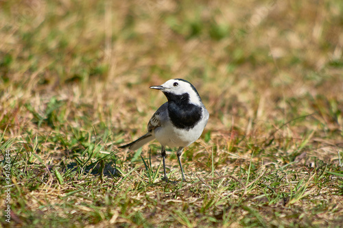 White Wagtail on a background of grass.