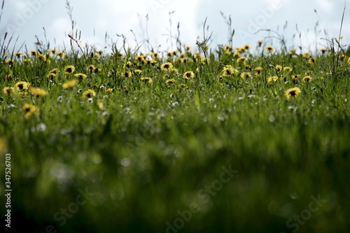 Löwenzahl, Pusteblume