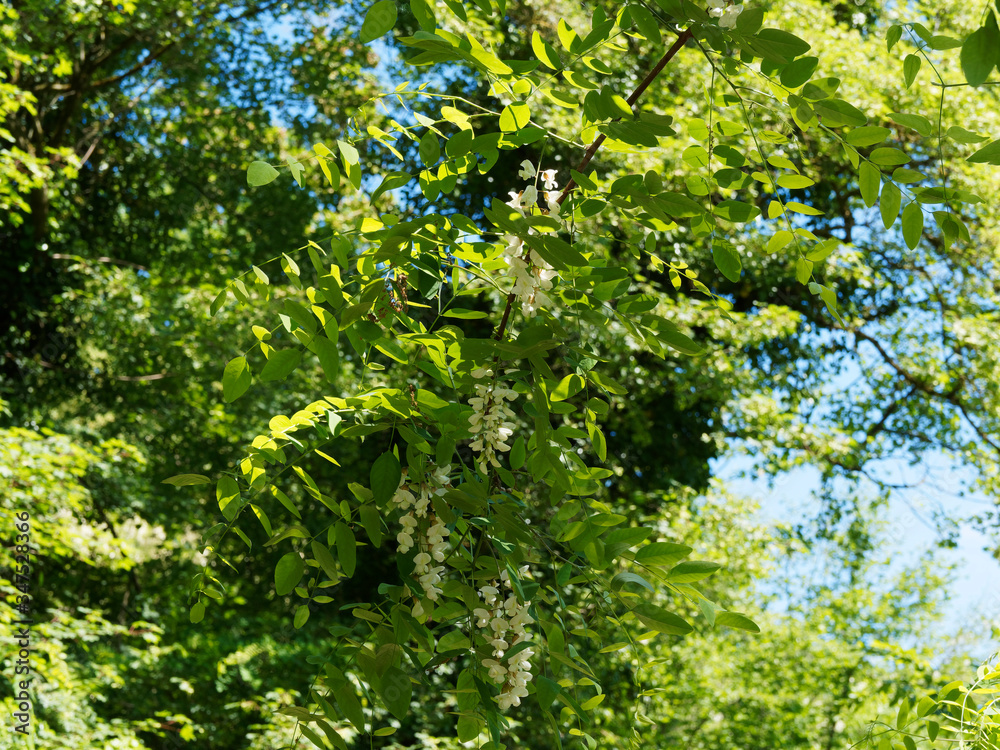 Fototapeta premium Bujny, zarośnięty gaj robinii akacjowej (Robinia pseudoacacia) w okresie wiosennego kwitnienia