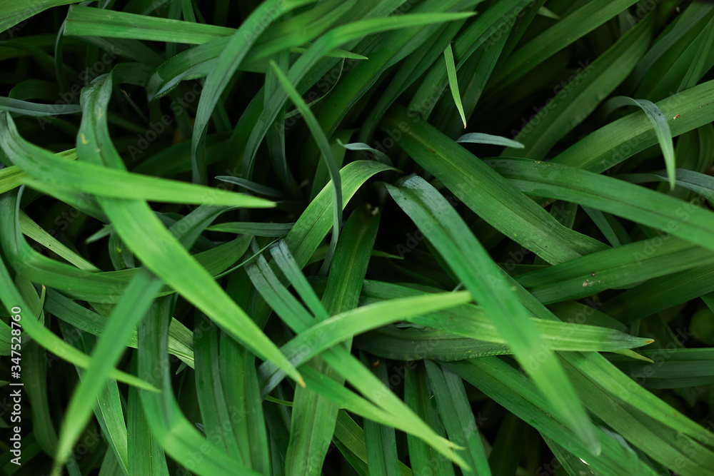 Abstract green leaves texture, top view of green plant leaves, green leave texture background, green leaf on rainy season, nature concept, dark tone wallpaper, many leaves growing at shady place. Abstract green leaves texture, top view of green plant leaves, green leave texture background, green leaf on rainy season, nature concept, dark tone wallpaper, many leaves growing at shady place.