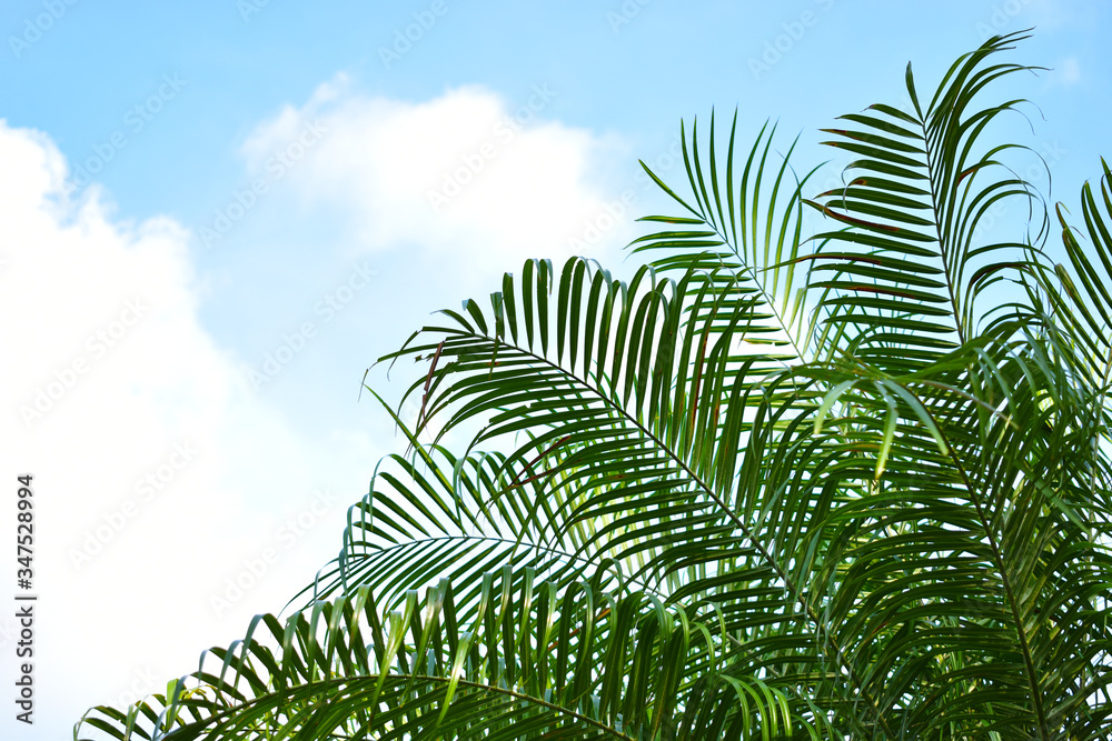 Fototapeta premium Branches and palm leaves on sky background.
