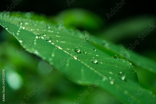 green leaf with water drops