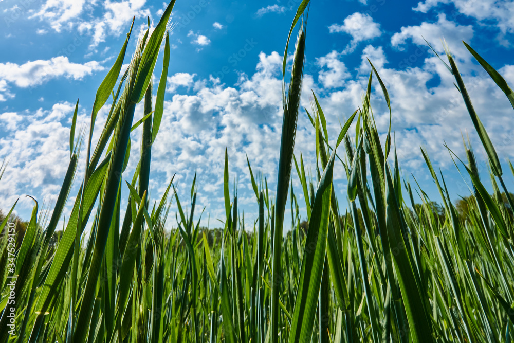 Obraz premium Field with young green wheat plants in spring before a blue sky with small white clouds