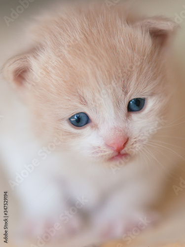 Lovely beige newborn kitten portrait close up.