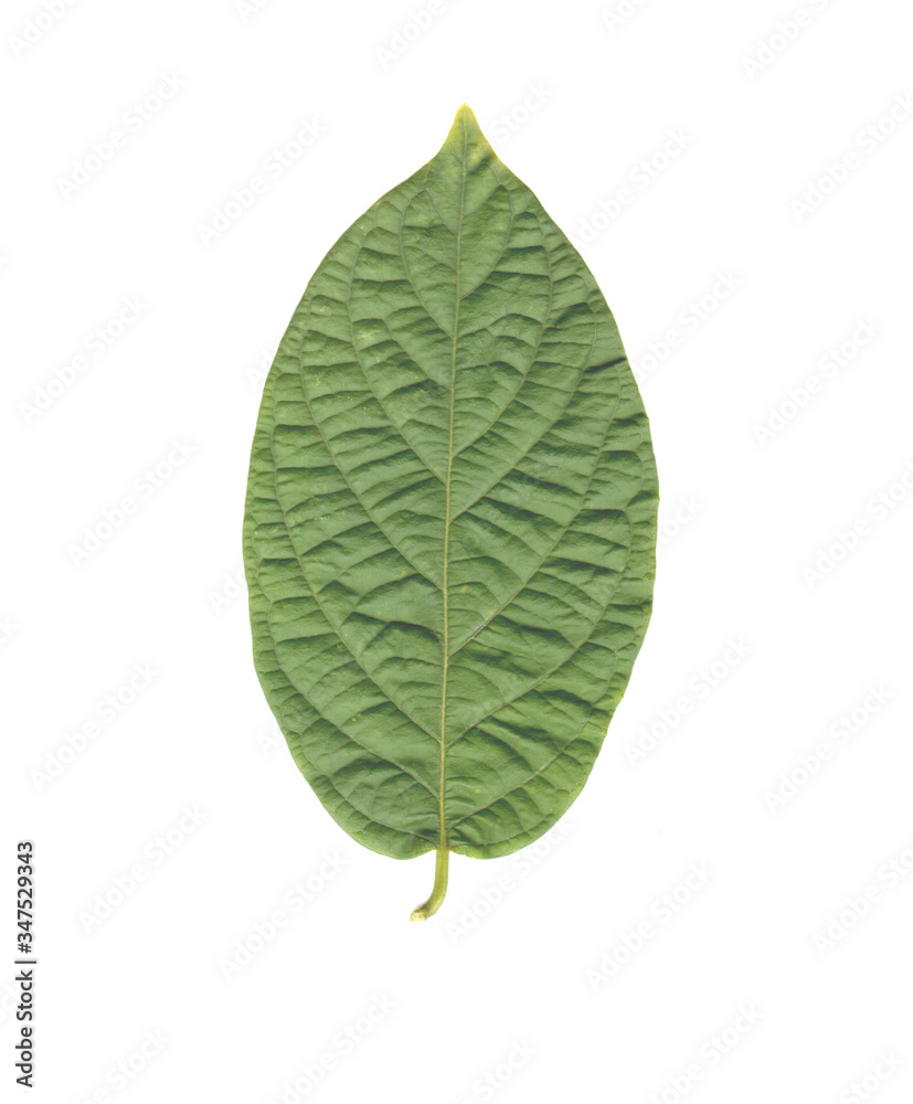 Obraz premium Isolated Rangoon creeper Leaf in White Background