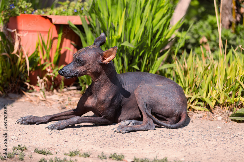 xoloitzcuintle , Mexican Hairless Dog