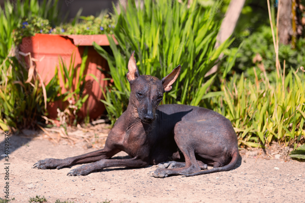 xoloitzcuintle , Mexican Hairless Dog xoloitzcuintle , Mexican Hairless Dog