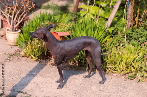 xoloitzcuintle , Mexican Hairless Dog