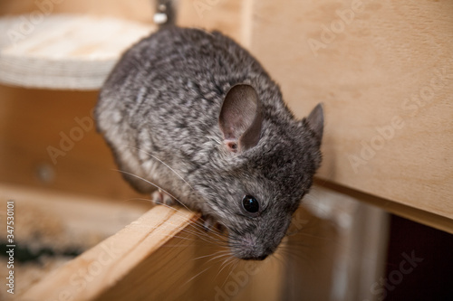 Our pets are small fluffy chinchillas
