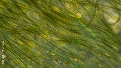 Green algae of the cyanobacteria Oscillatoria under the microscope, the family Oscillatoriaceae, the threads in the colonies can slide and move to the light source for photosynthesis. It is believed t photo