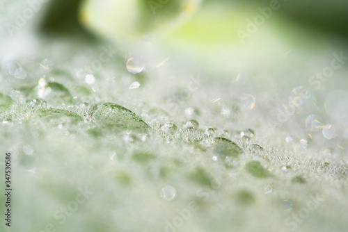 The morning dew is deposited in the form of drops of water and white frost on the leaves of the cactus in the garden