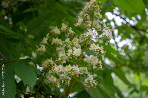 Blooming spring chestnut flowers and green leaves.