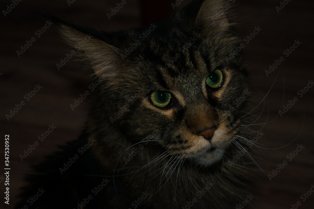portrait of a thoroughbred cat portrait of a thoroughbred cat