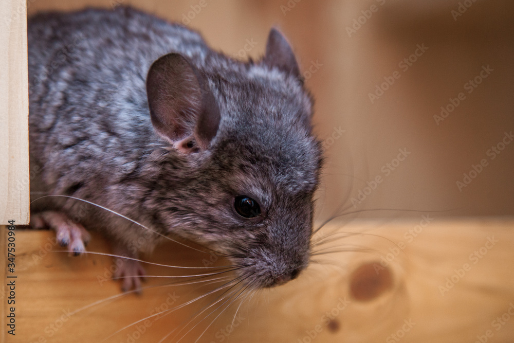 Fototapeta premium Our pets are small fluffy chinchillas