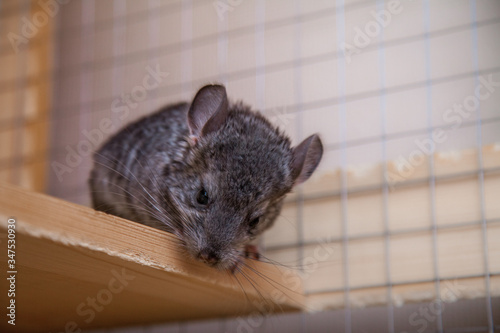 Our pets are small fluffy chinchillas